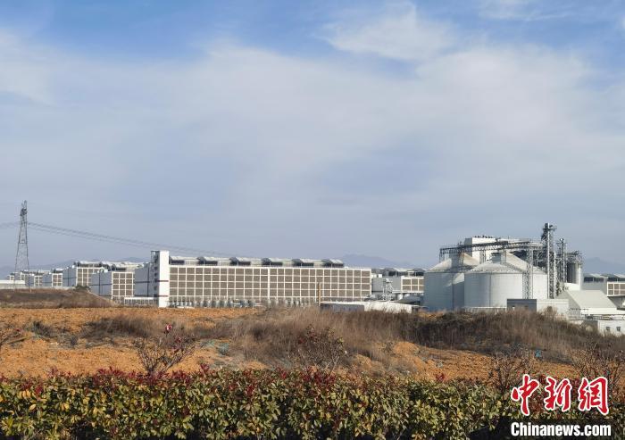 2024年12月30日，位于河南内乡县的牧原肉食产业综合体。　中新社记者 刘亮 摄