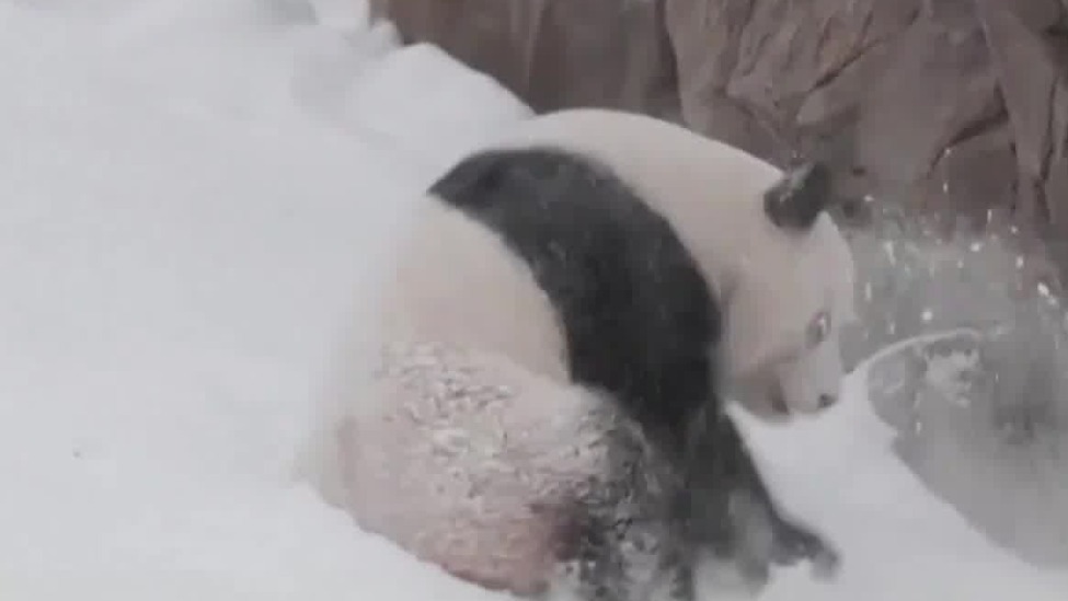 现场视频：旅美大熊猫雪中嬉戏