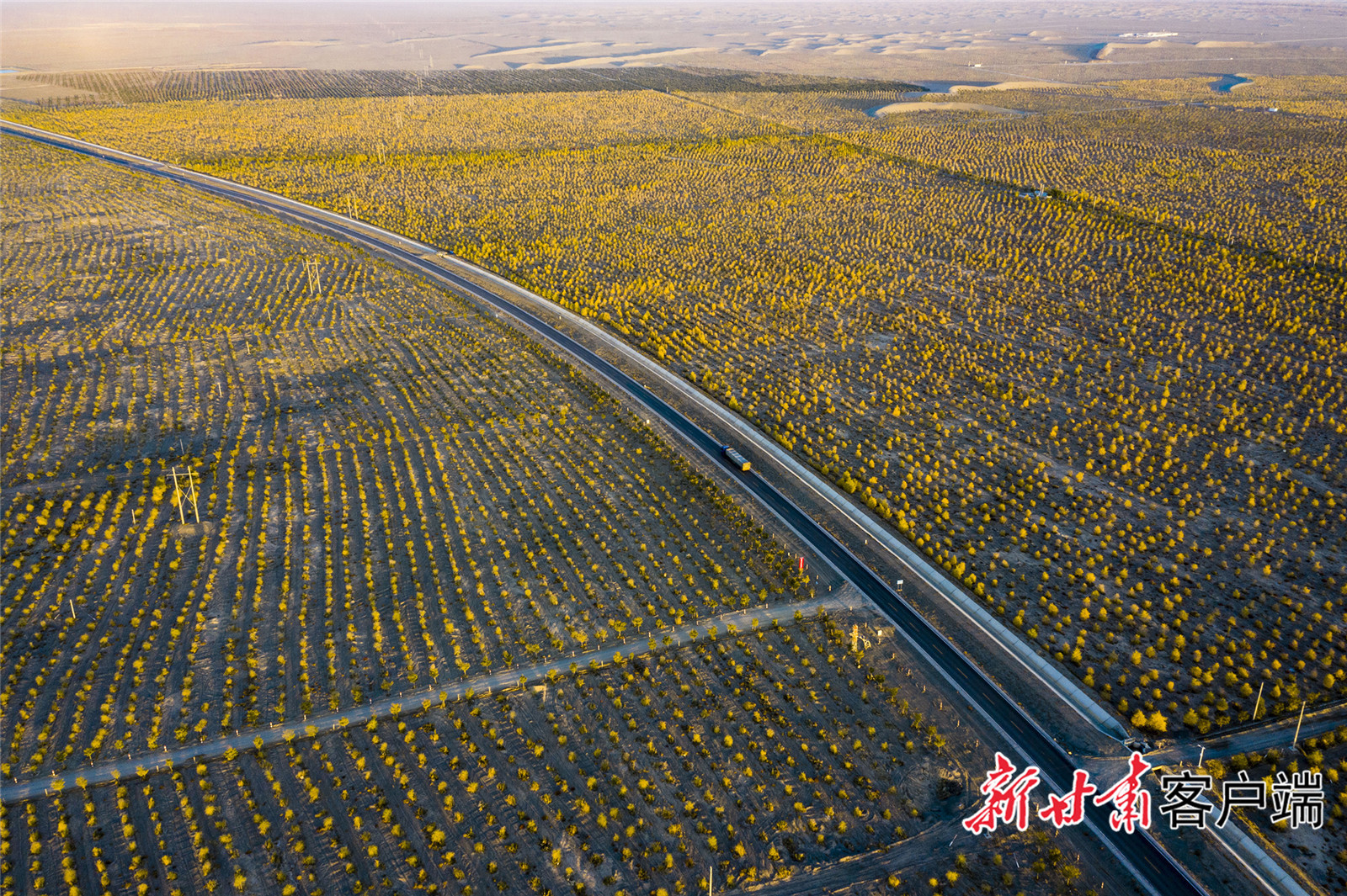 沙生植物与草方格一起筑起金塔县的生态护甲“长城”