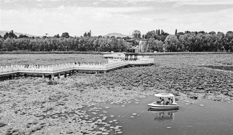 黄河水川湿地公园　田蹊