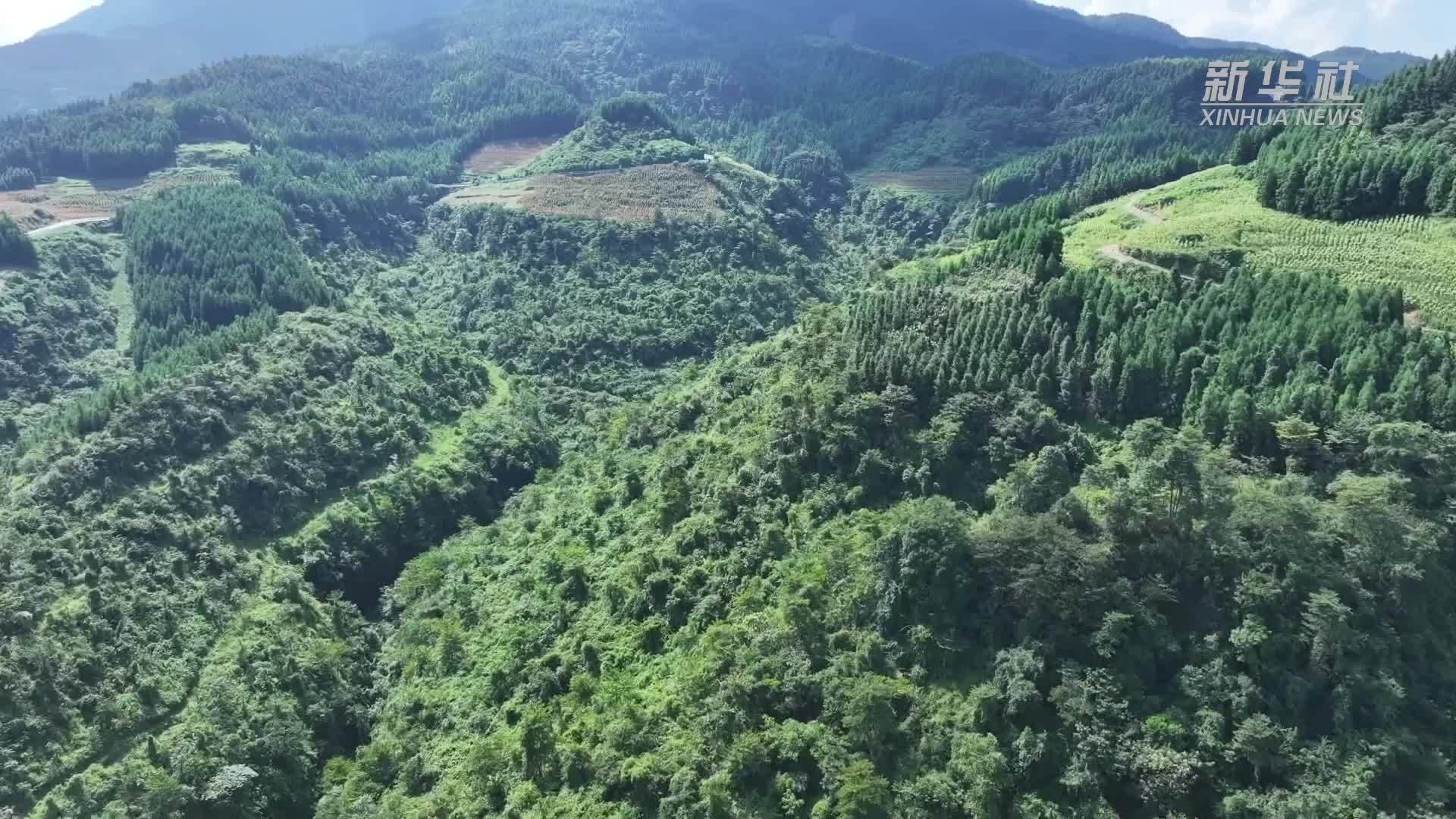 林下产粮 绿海生“金”——四川探索打造“森林粮库”