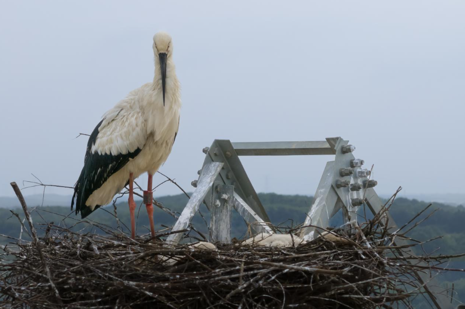 东方白鹳。杨凤兰/摄