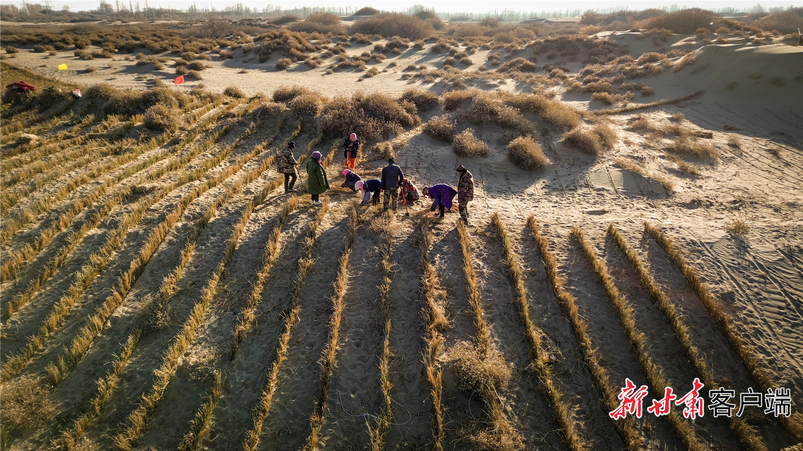 酒泉市金塔县大庄子镇永丰村一处沙漠地段内，村民们正在铺草压沙。新甘肃&middot;甘肃日报记者　郁婕　拍摄