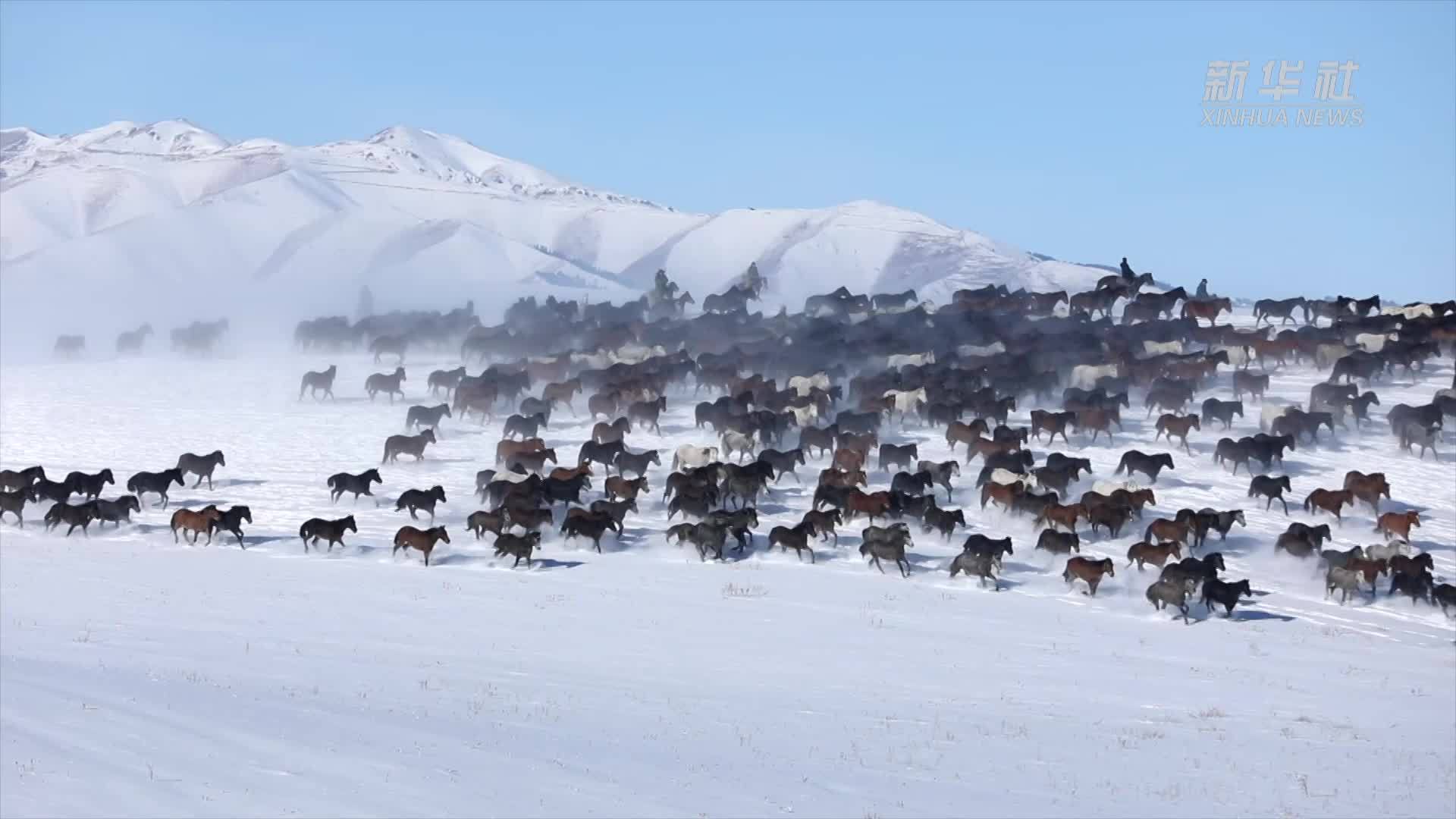 新疆昭苏：马踏雪原迎宾客