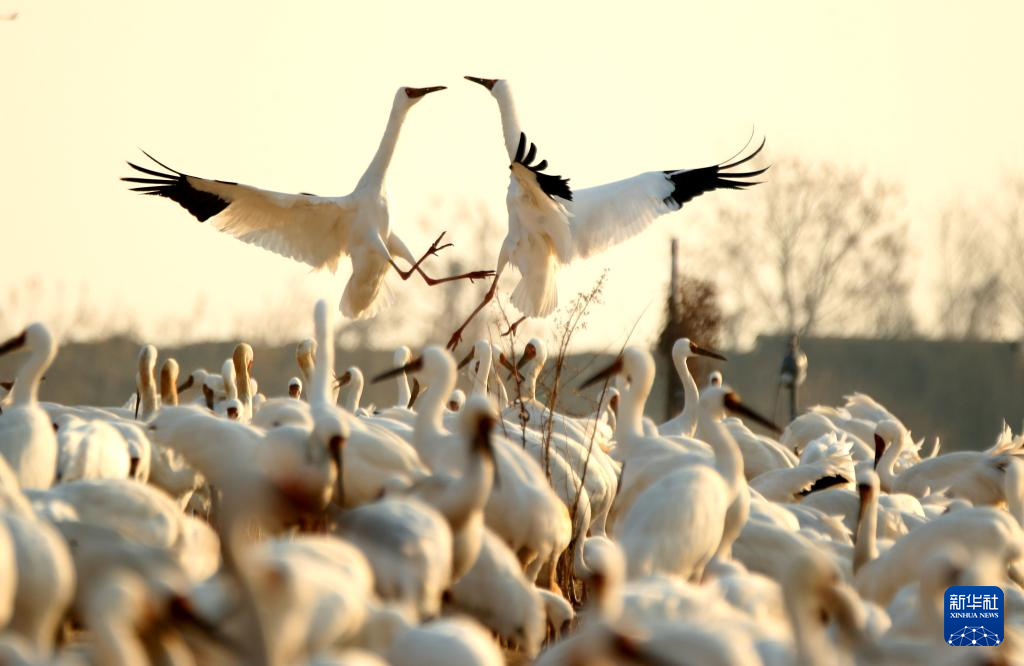 这是1月12日在江西上饶市余干县白鹤洲拍摄的候鸟。