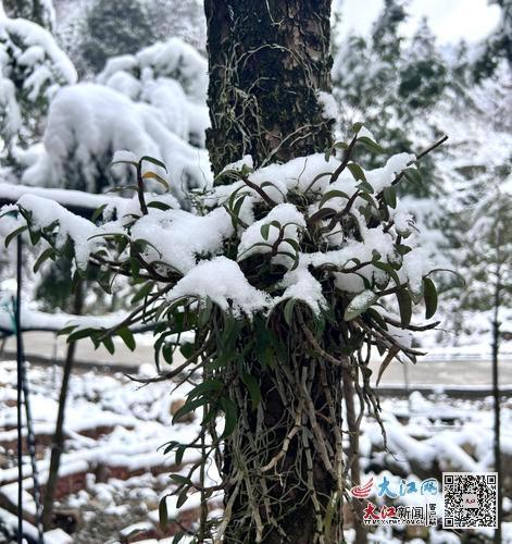 冬雪覆蓋的鐵皮石斛依然健壯