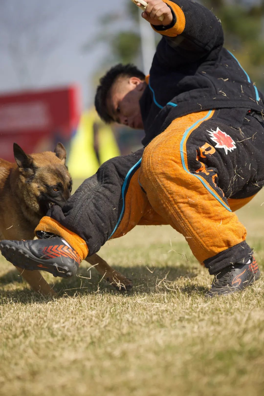 图：宠爱王国第一届CKUWDC工作犬红波杯MONDIORING国际实战犬大赛在酷贝e族宠物文化产业基地举行