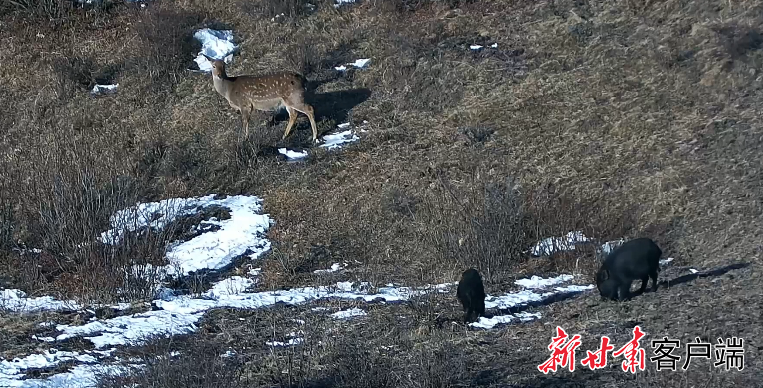 太子山保护区监测的梅花鹿与野猪共同进餐 新甘肃·甘肃日报通讯员 王燕玲
