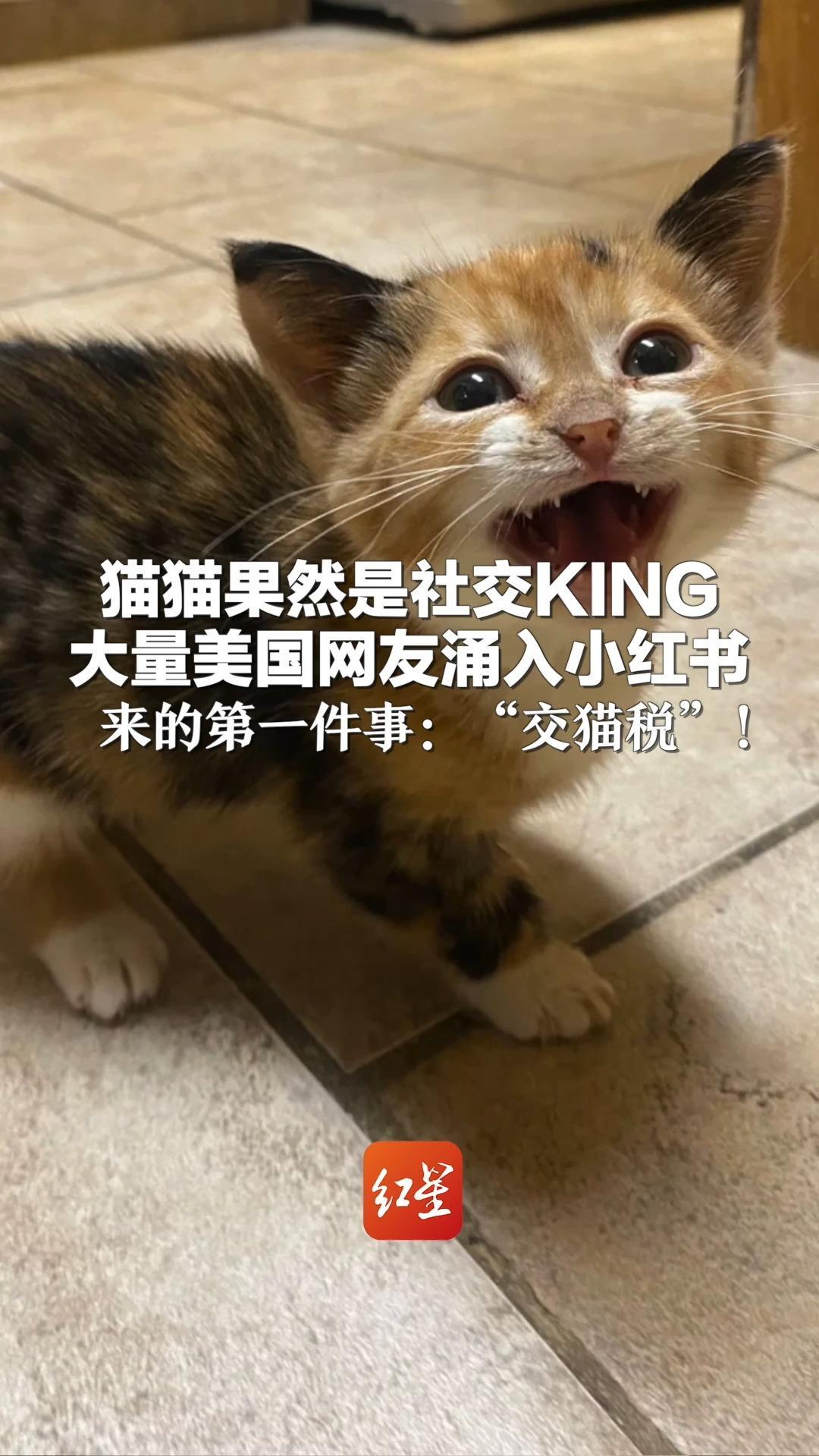 猫税