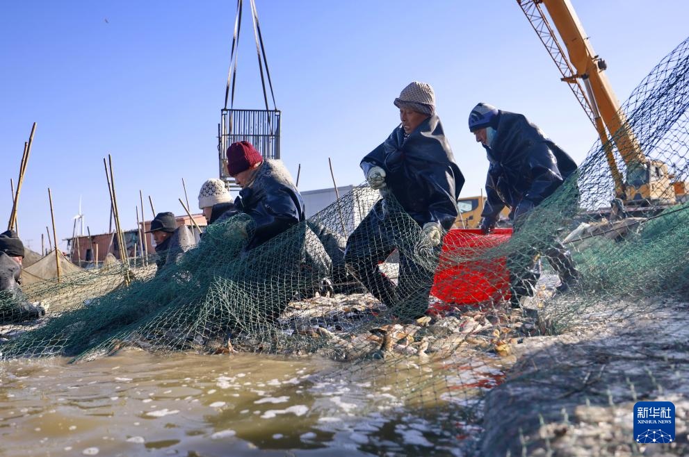 1月17日，河北省唐山市丰南区三沟村一家水产养殖合作社的社员在鱼塘捕鱼。