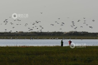 南矶湿地保护区现有越冬水鸟近9万羽凤凰网江西_凤凰网