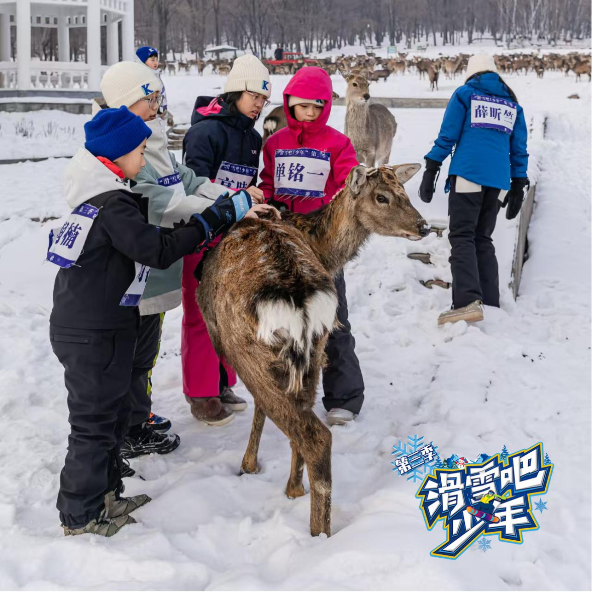 滑雪少年团在平山皇家鹿苑“踏雪驯鹿”