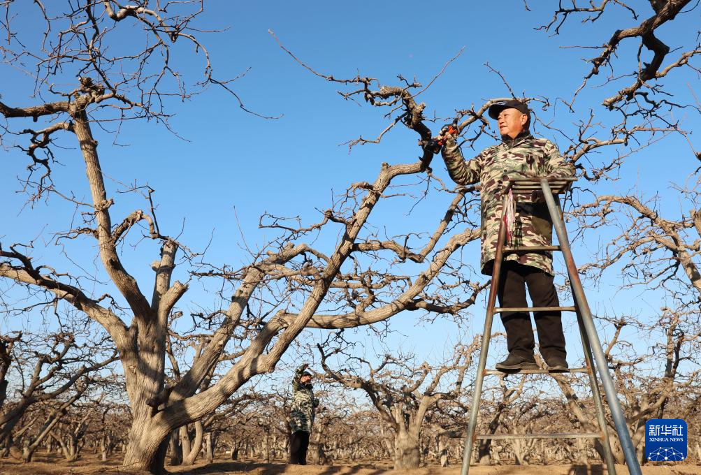 1月16日，河北省晋州市周家庄乡第七生产队的果农在梨园内剪枝。