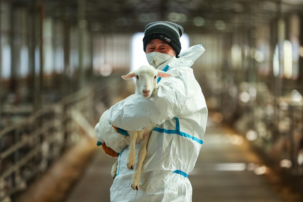 1月9日,在杨文斌的肉羊养殖合作社,农民抱着新品种羊羔。新华社记者 郎兵兵 摄