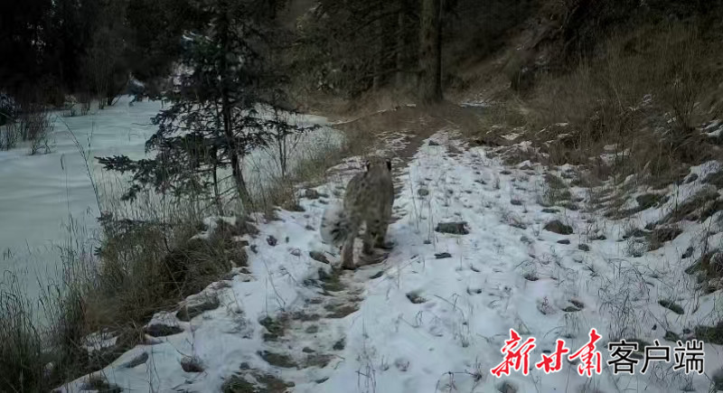 祁连山发现的雪豹 新甘肃·甘肃日报通讯员 赵心