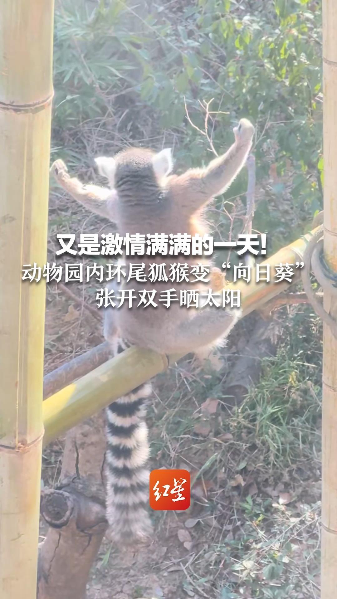 又是激情满满的一天！动物园内环尾狐猴变“向日葵”张开双手晒太阳