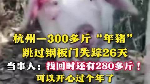 #杭州一村民家300多斤年猪失踪26天找回# 【#300多斤年猪失踪