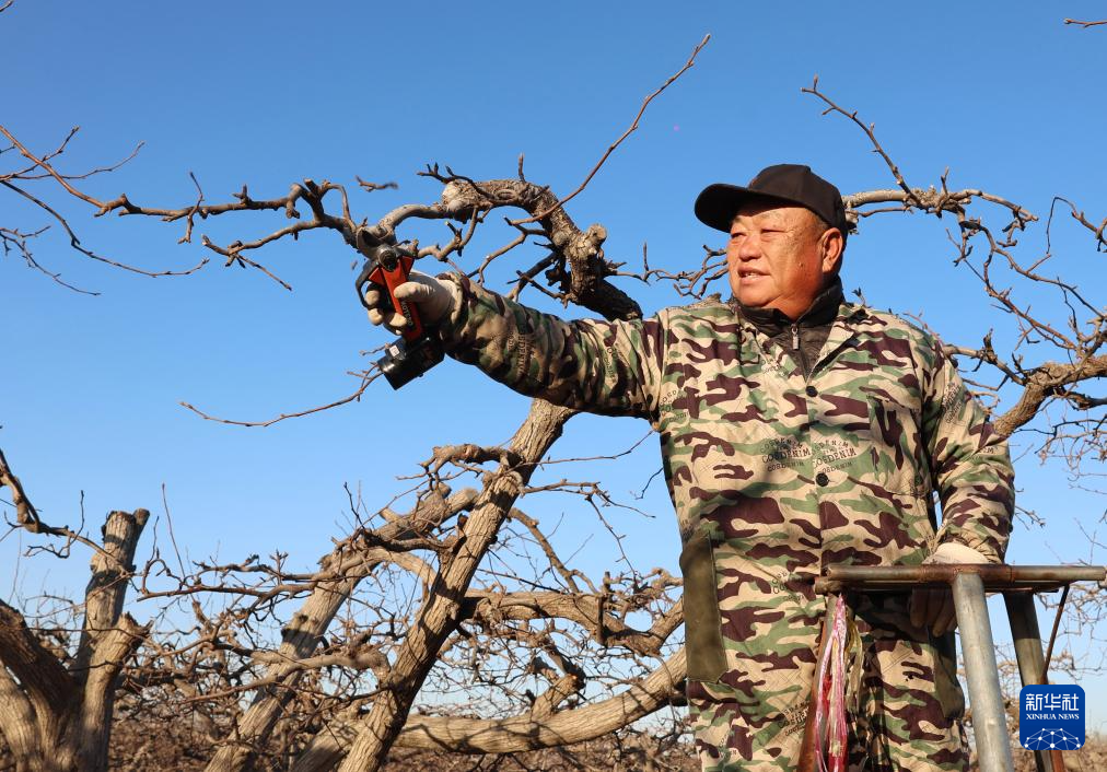 1月16日，河北省晋州市周家庄乡第七生产队的果农在梨园内剪枝。