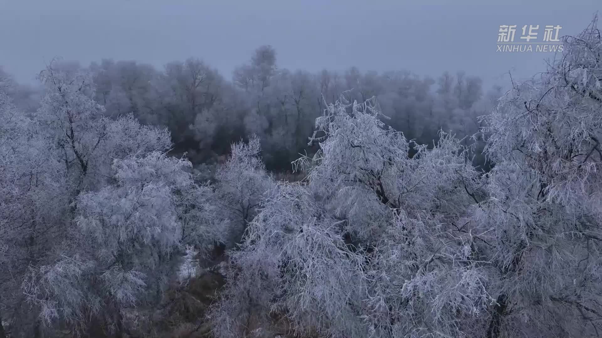 新疆阿克苏胡杨林出现大面积雾凇景观