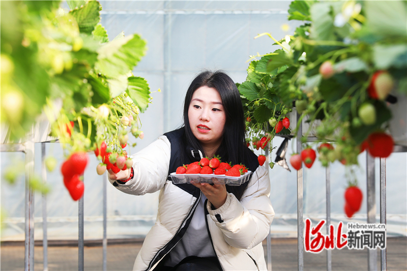 1月13日，河北省张家口市桥东区东望山乡元子河村“樱桃红了”智慧农场里，市民在采摘草莓。