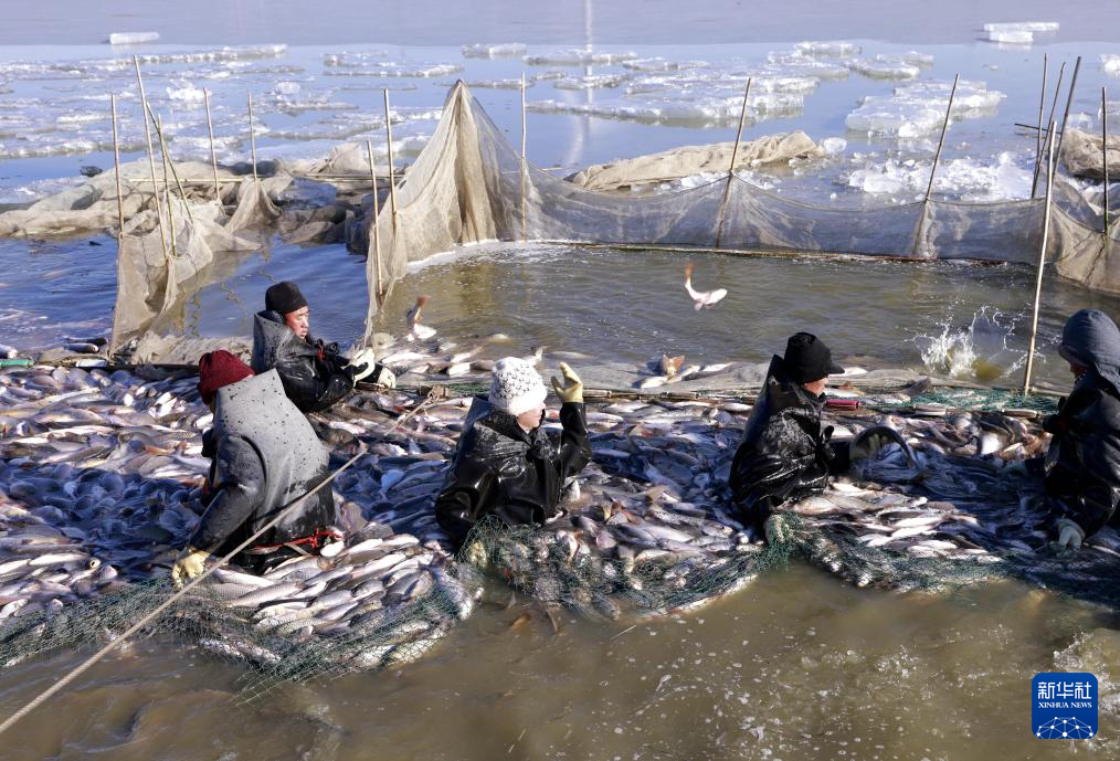 1月17日，河北省唐山市丰南区三沟村一家水产养殖合作社的社员在鱼塘捕鱼。
