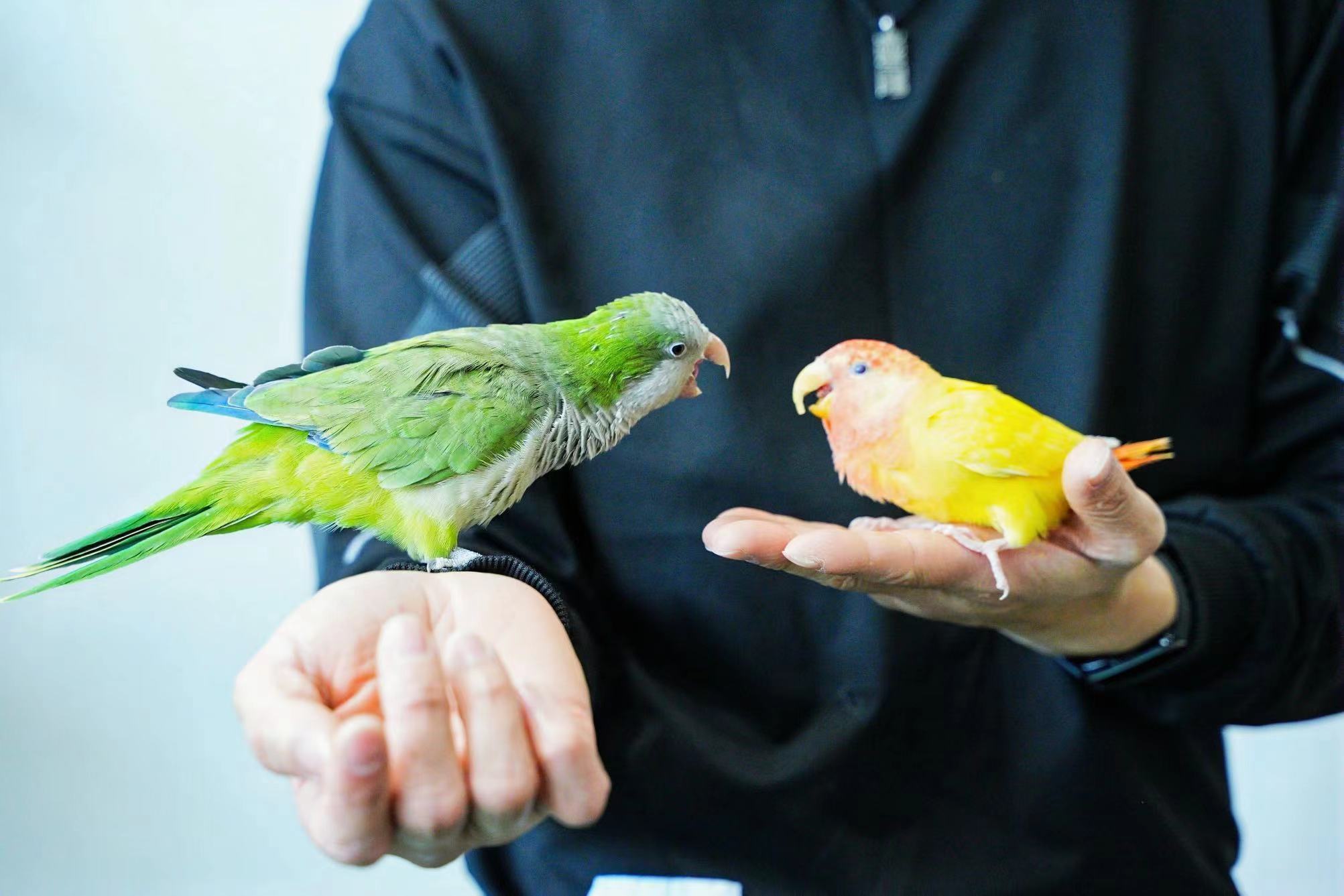深圳宠物世界一站 GO 商城亮相首届嗨宠节