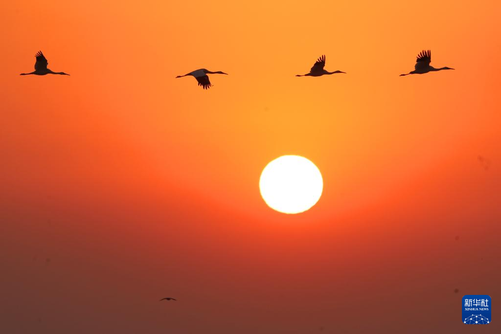 这是1月12日早晨在江西上饶市余干县白鹤洲拍摄的候鸟。