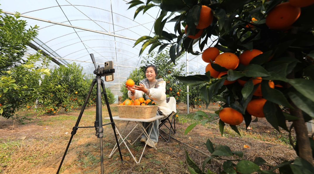 江西东乡：助农直播卖柑橘 大棚经济促增收