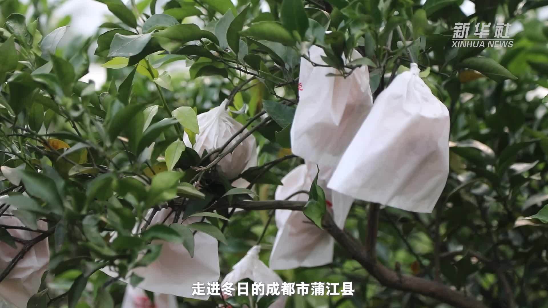 中国经济样本观察·县域样本篇｜这个四川小城靠打造“诗意”村庄破圈