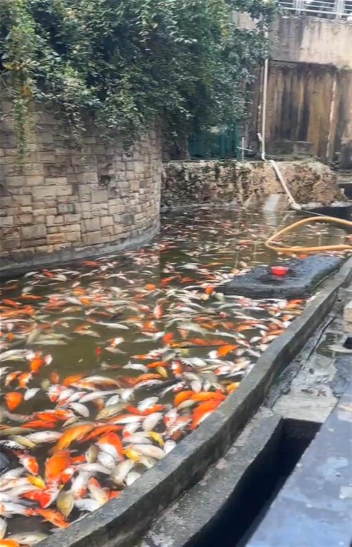 满池观赏鱼死亡 (图源:网络)