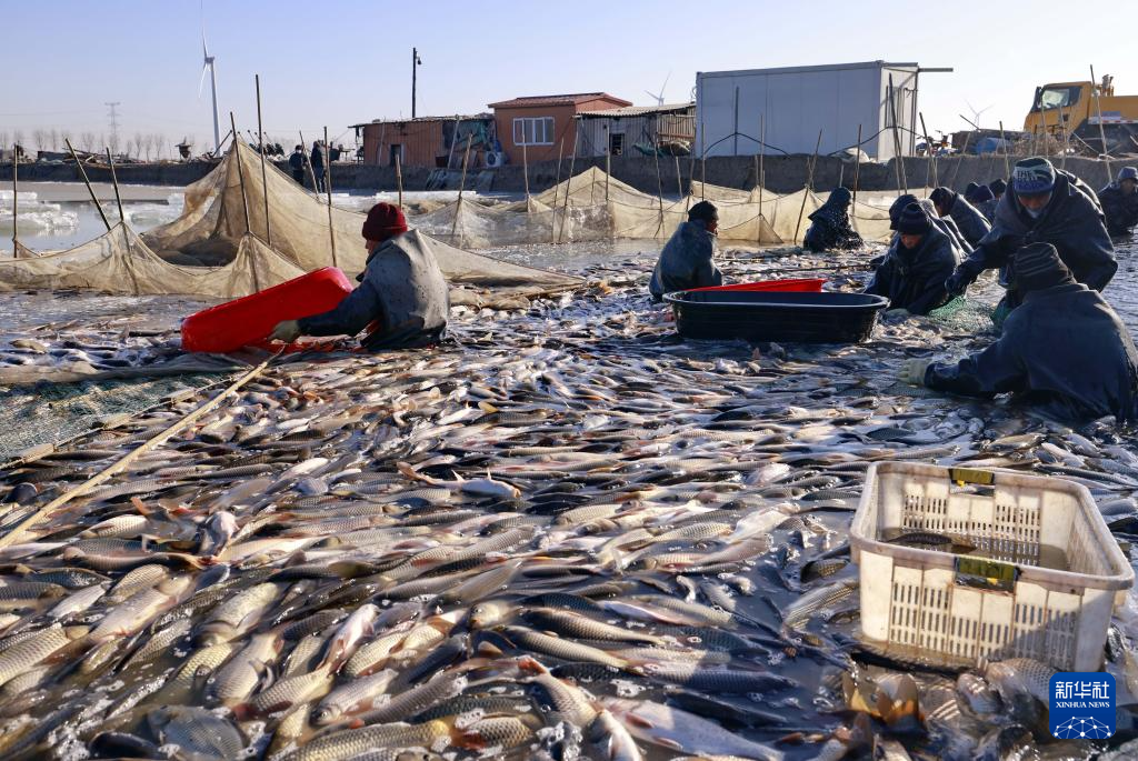 1月17日，河北省唐山市丰南区三沟村一家水产养殖合作社的社员在鱼塘捕鱼。