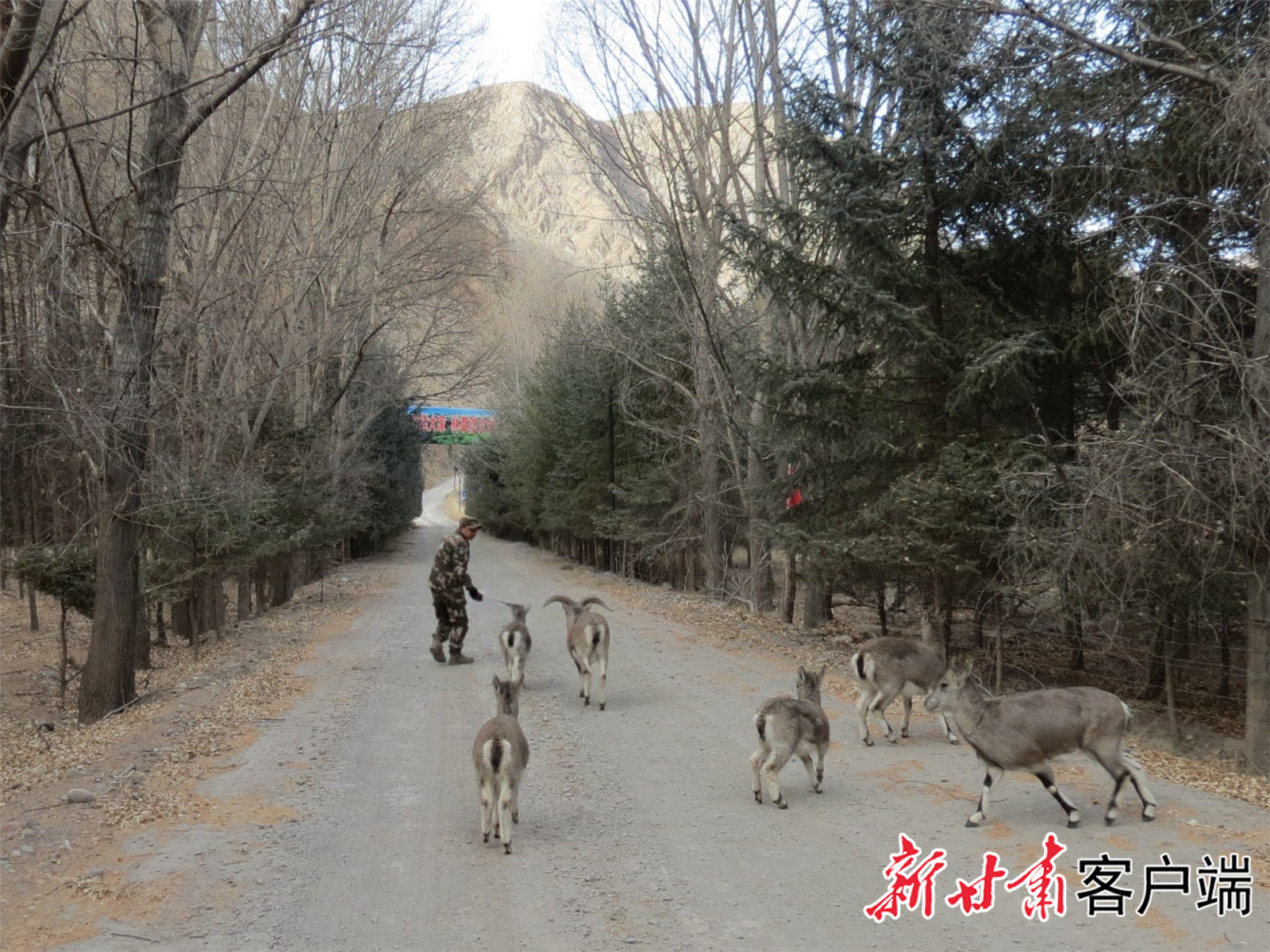 放归的岩羊。新甘肃·甘肃日报通讯员 王立国