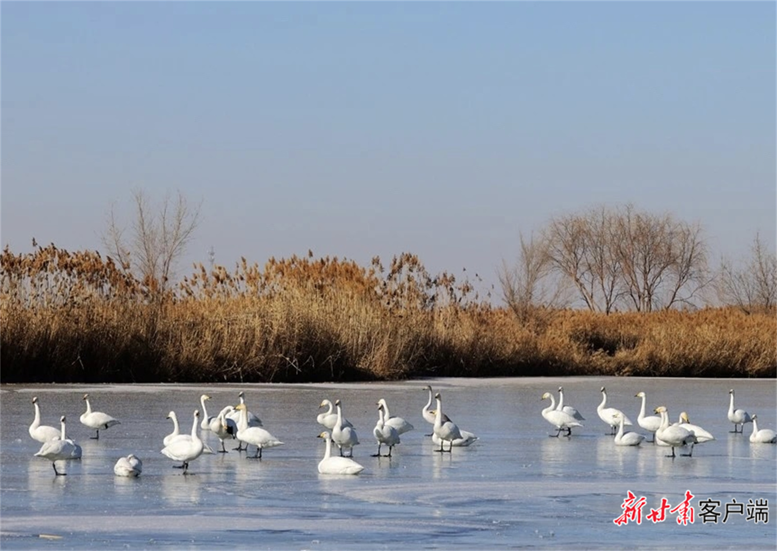 天鹅如约来到张掖国家湿地公园越冬