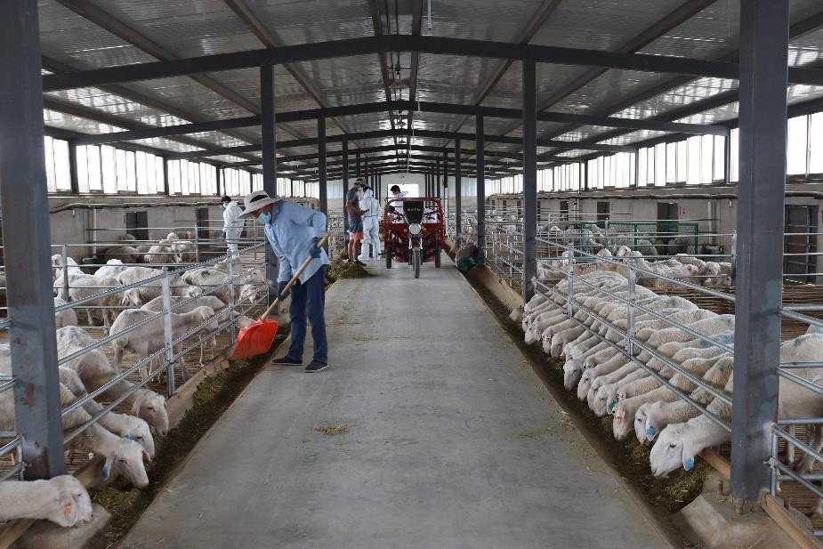 阿克塞走上致富“羊”关道 奏响特色养殖牧羊曲