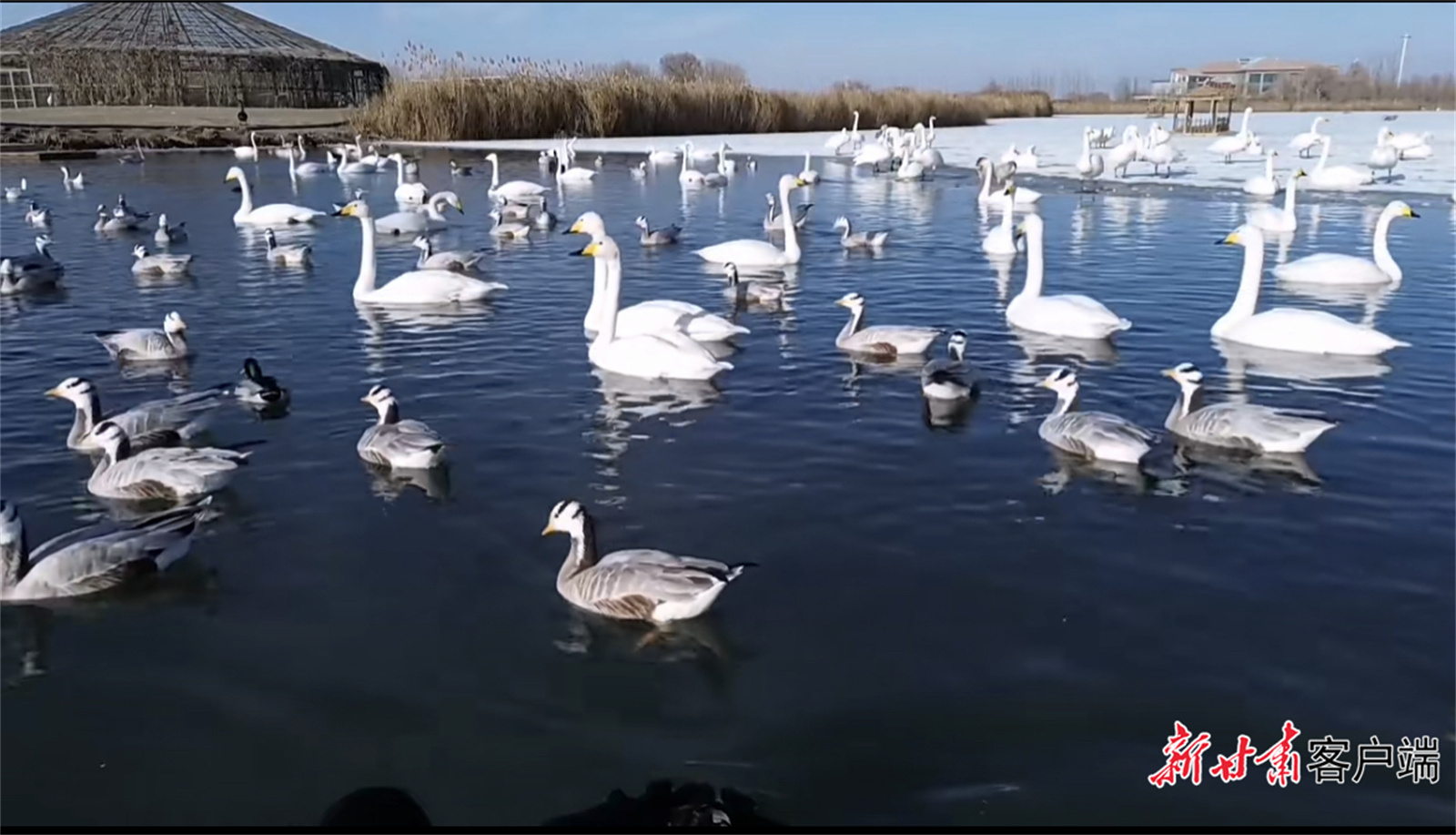 天鹅、赤麻鸭在水中悠闲地戏水