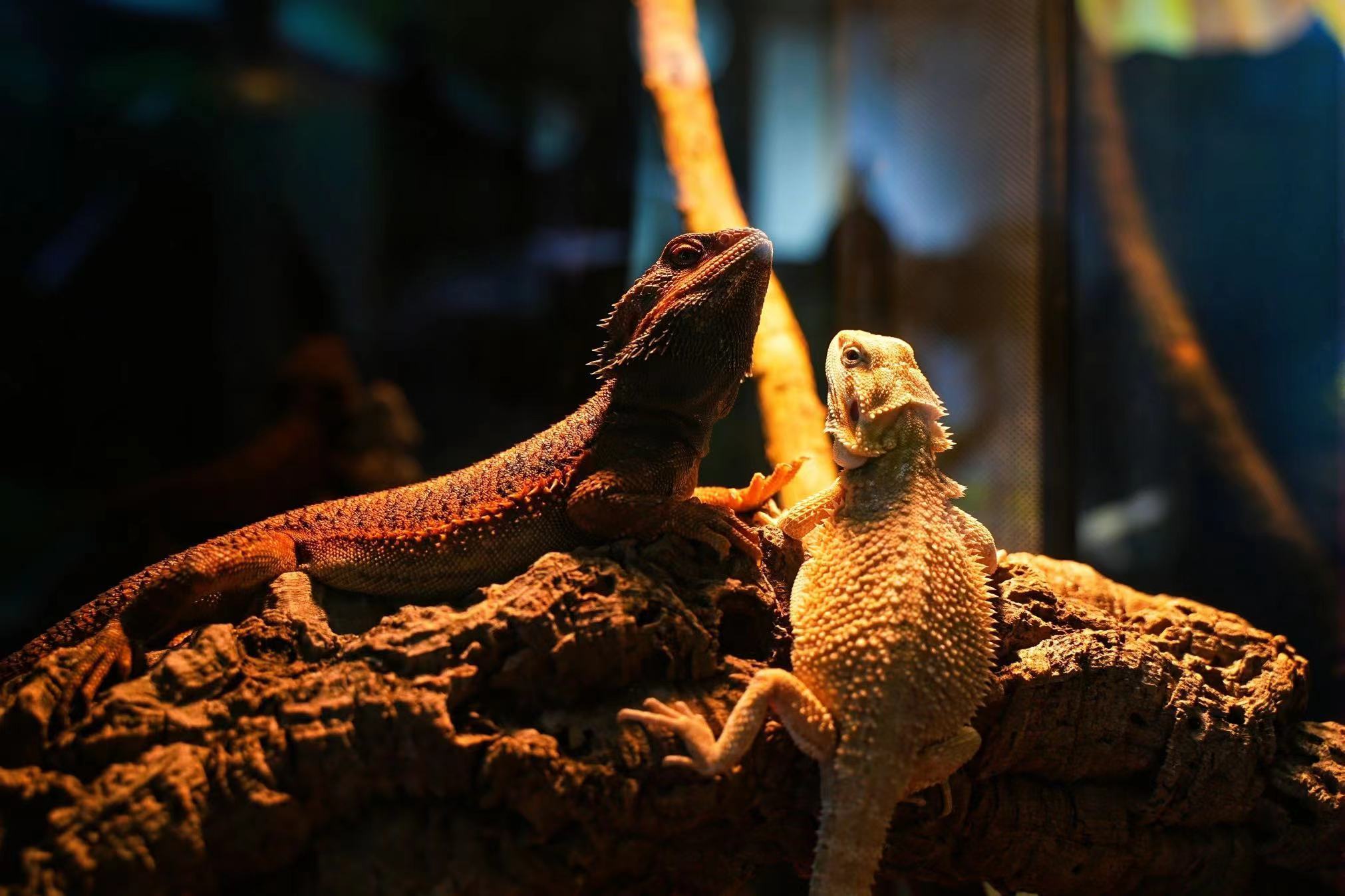 深圳宠物世界一站 GO 商城亮相首届嗨宠节