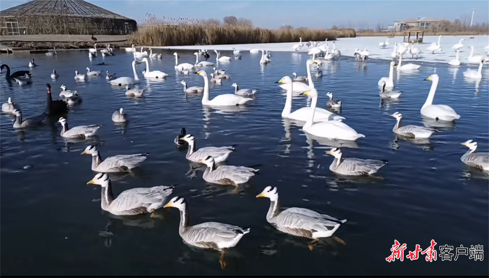 良好的栖息环境逐步成为候鸟的天堂