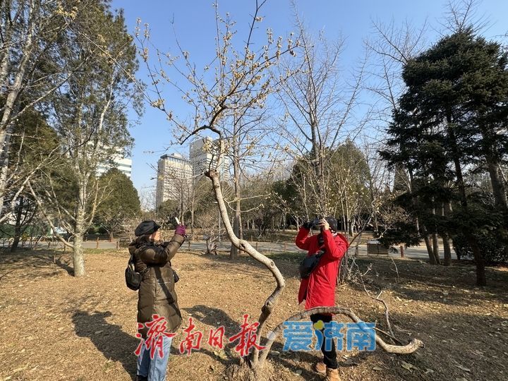 腊梅飘香，初绽待出来