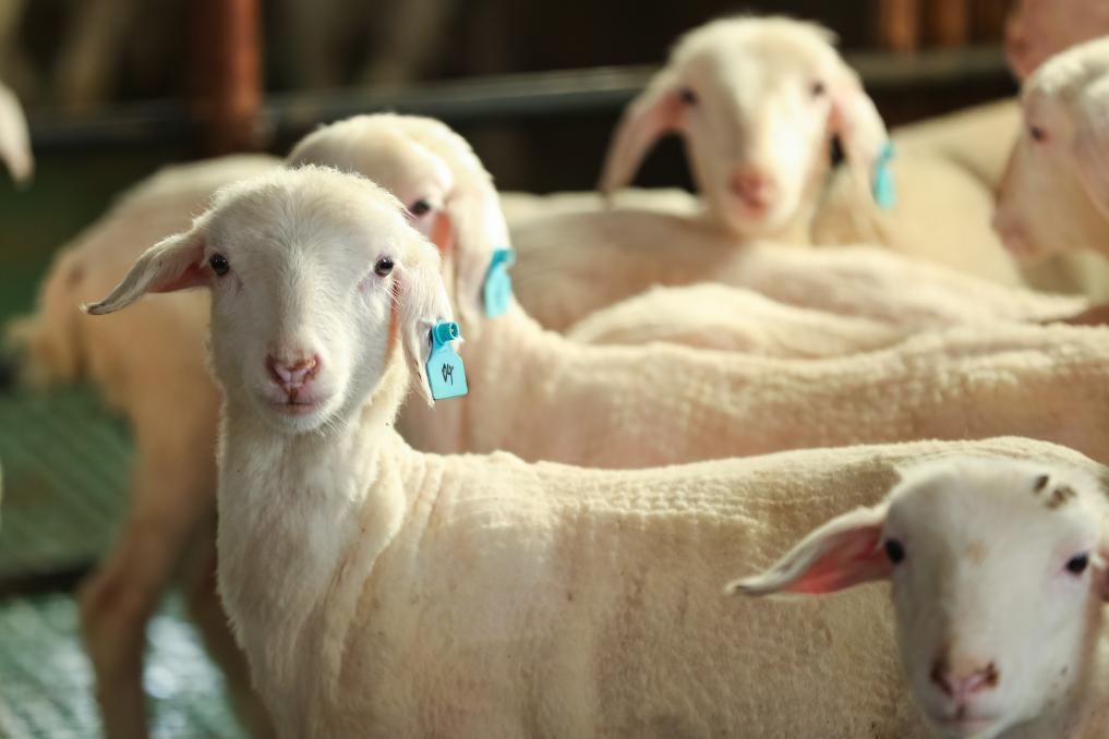 这是1月9日在庆阳市环县毛井镇拍摄的新品种羊羔 新华社记者 郎兵兵 摄