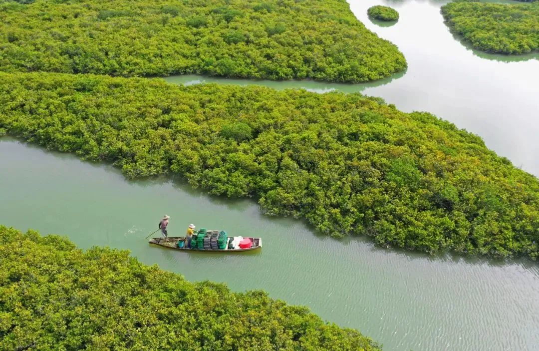 恩平镇海湾红树林湿地是环镇海湾生态文明发展示范区的一颗耀眼明珠 徐卫良 摄