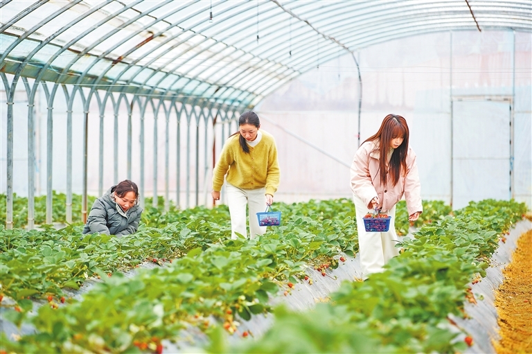 峡江县：发展特色种植 打造农产品品牌（图）