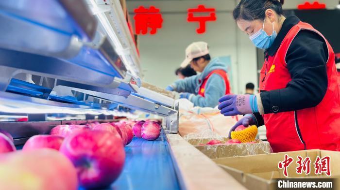 2024年10月16日,甘肃平凉市静宁县,德美地缘现代农业集团有限公司生产车间,工人挑拣分类苹果。(资料图)魏建军 摄