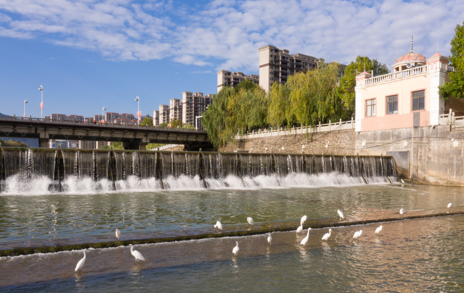 寻乌县城区马蹄河成了白鹭的栖息地。 寻乌县融媒体中心提供