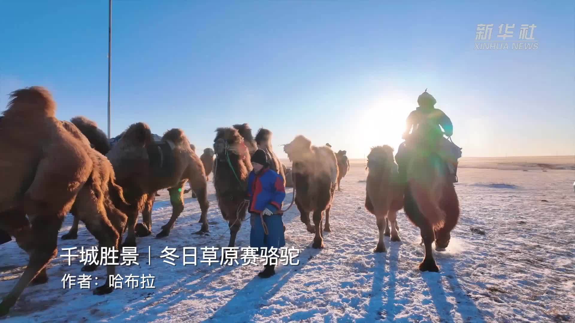 千城胜景｜冬日草原赛骆驼