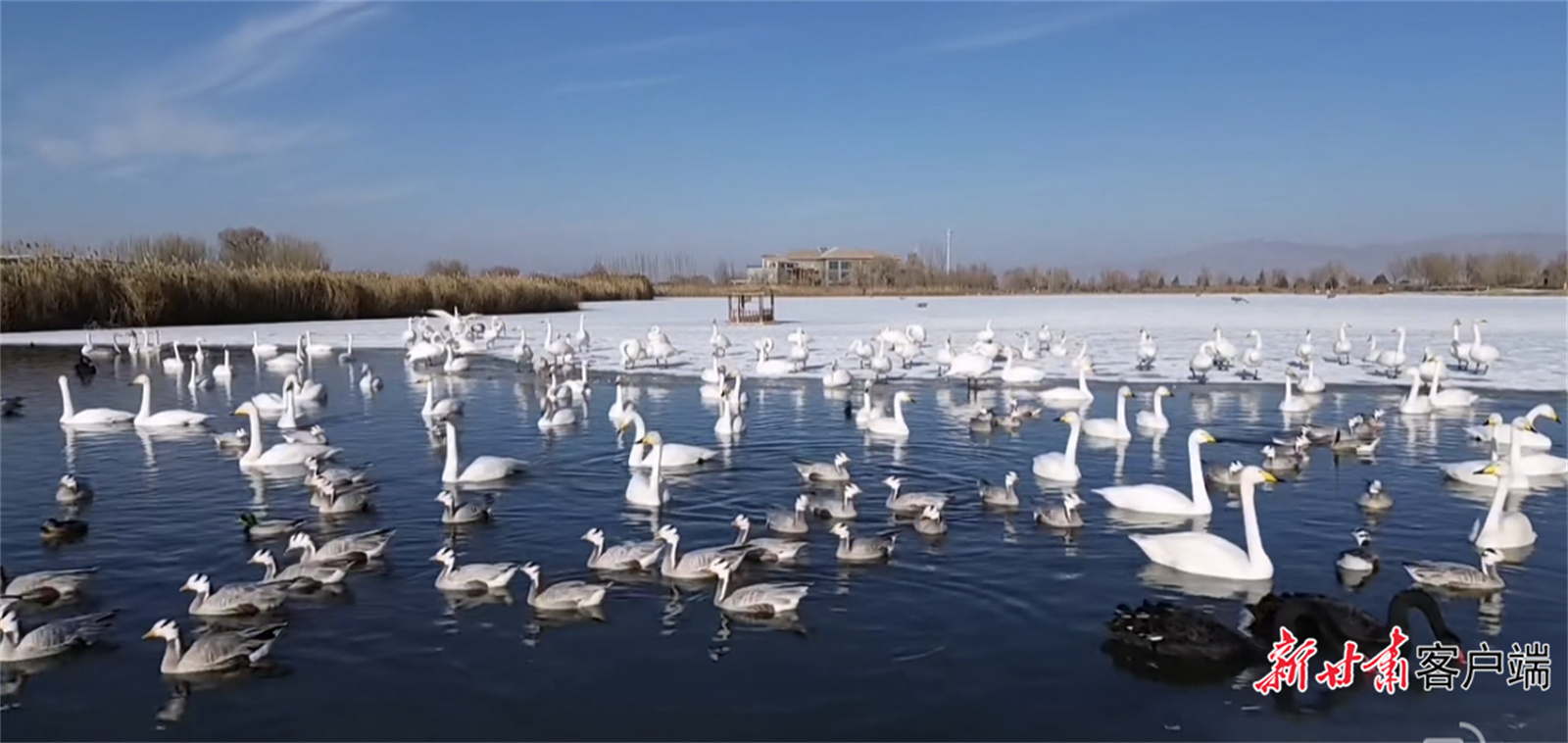 张掖国家湿地公园迎来天鹅越冬