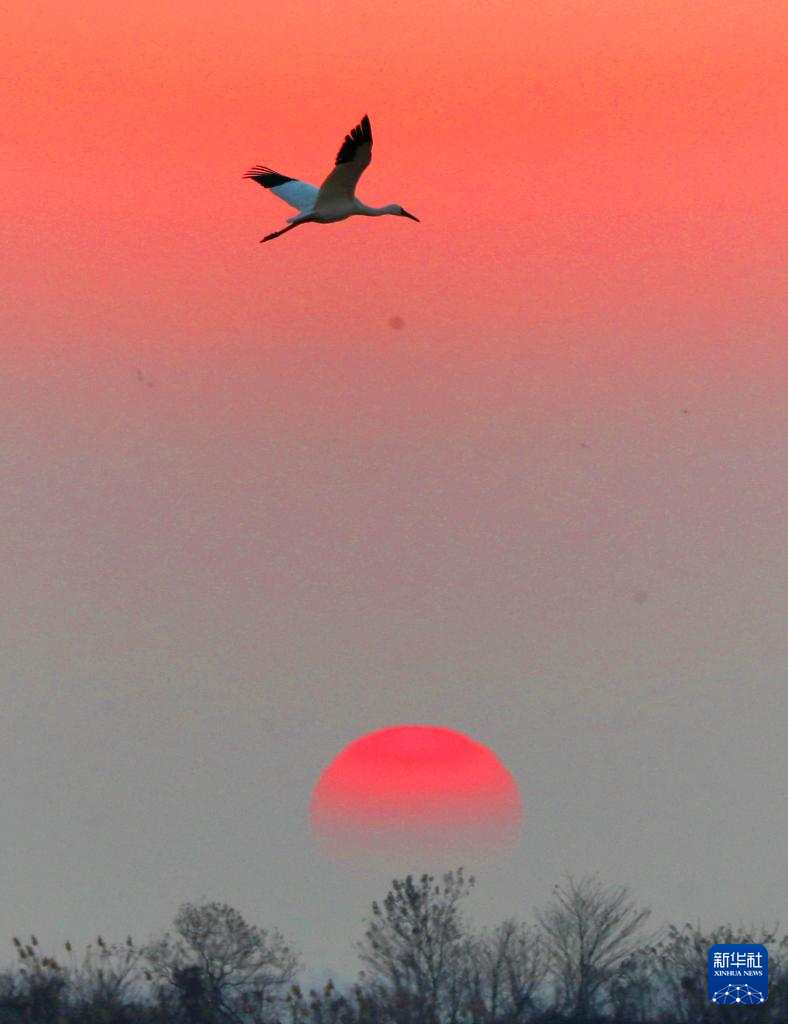 这是1月12日早晨在江西上饶市余干县白鹤洲拍摄的候鸟。