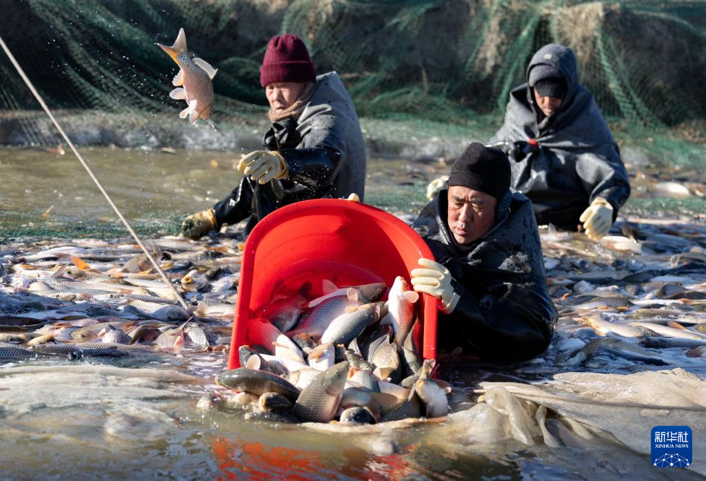 1月17日，河北省唐山市丰南区三沟村一家水产养殖合作社的社员在鱼塘捕鱼。
