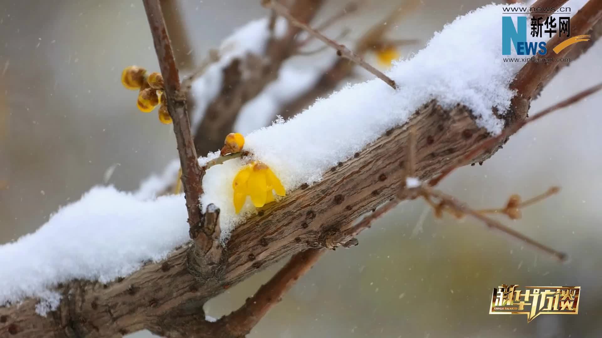 热点访谈|今年“三九”不冷，以后还会冷吗？