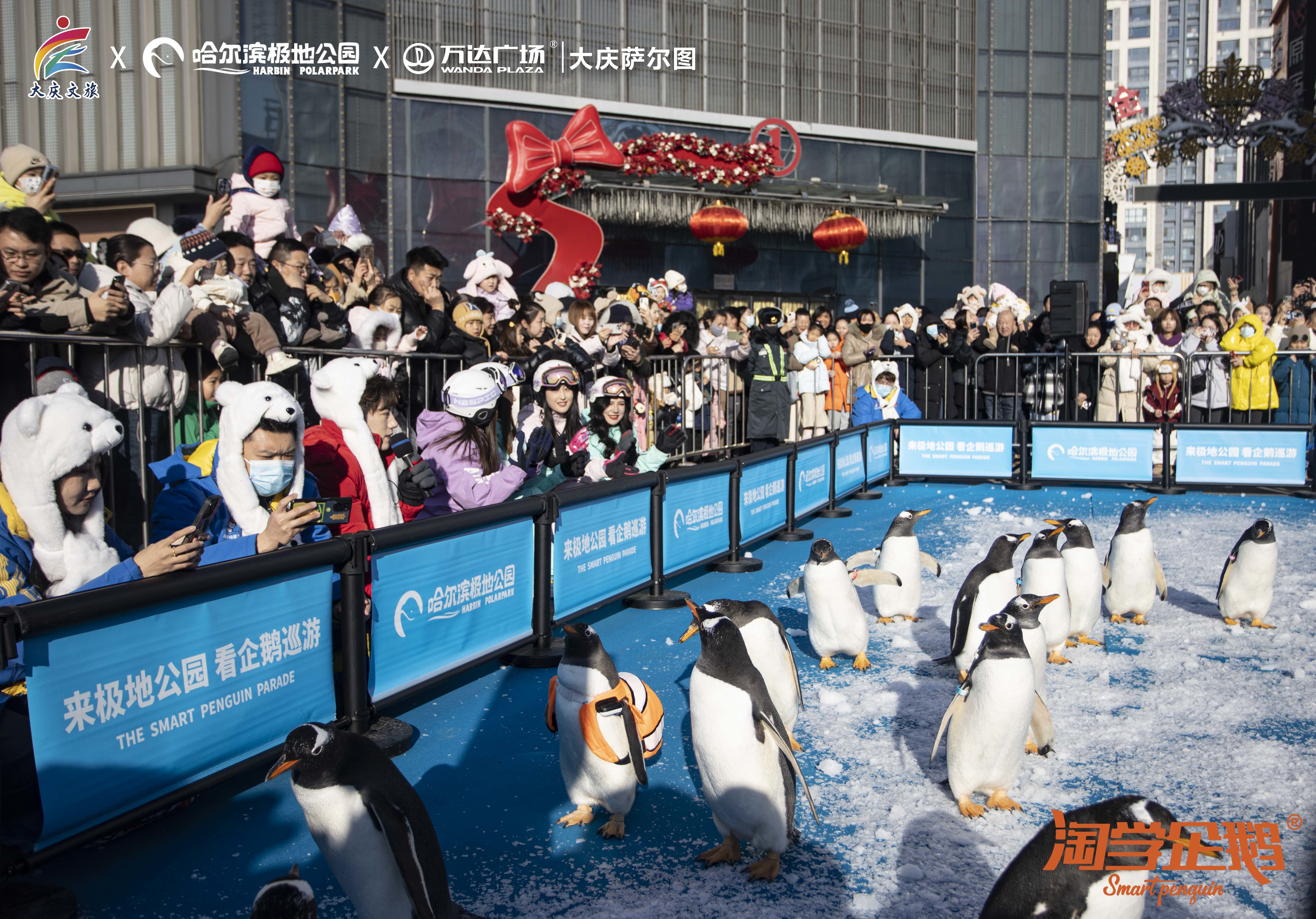 “淘学企鹅”空降大庆！携手大庆文旅为龙江各地冰雪旅游注入新活力