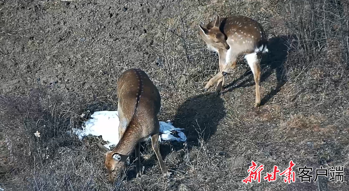 太子山保护区监测的梅花鹿 新甘肃·甘肃日报通讯员 王燕玲